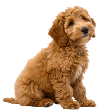 a small brown dog sitting on a white background