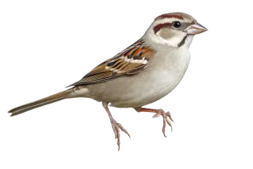 a bird standing on top of a white surface