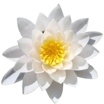 a white water lily flower with yellow center