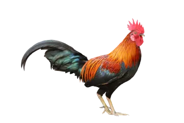 a rooster standing on top of a white surface