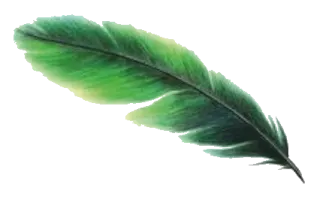 a green feather on a white background