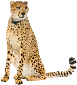 a che spotted cat sitting on its hind