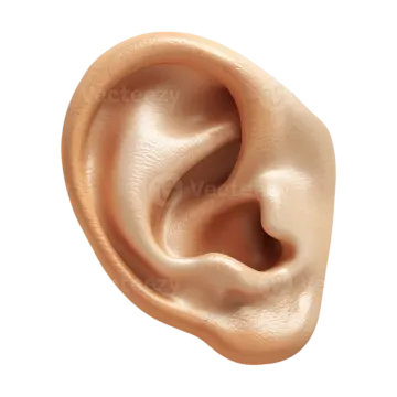 a close up view of the inside of an ear