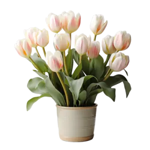 a small pot filled with white and pink tulips
