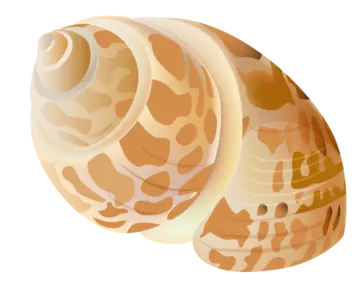 a close up of a snail's shell