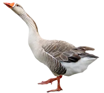 a goose is walking on a white surface