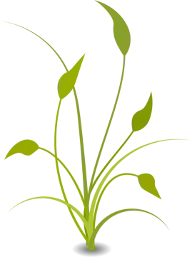a plant with green leaves on it