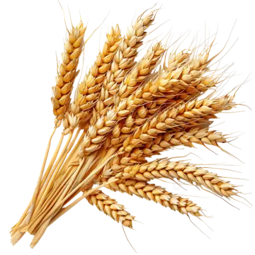 wheat on a white background