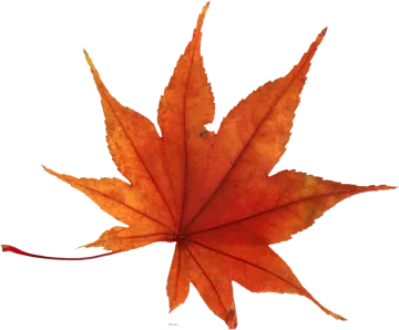 a red maple leaf on white background