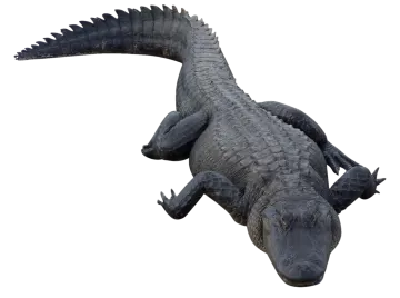 an alligator statue on a white background