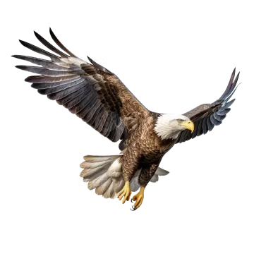 a bald eagle flying in the air