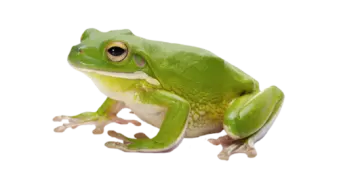 a green frog sitting on top of a white surface