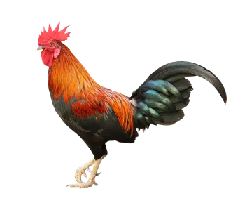 a black and red rooster standing on a white background