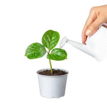 a person watering a plant with a watering hose