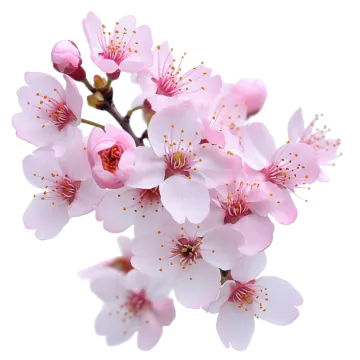 a branch with pink flowers on it