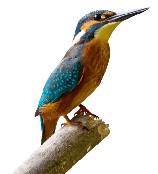 a colorful bird perched on a branch of a tree