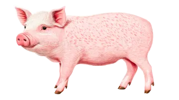 a pink pig on a white background