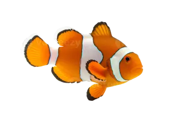 a clown fish on a white background