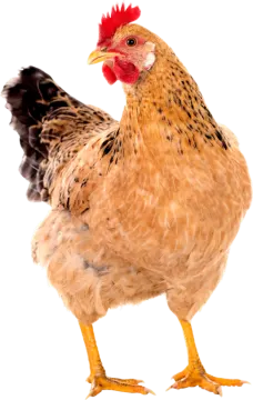 a close up of a chicken on a white background