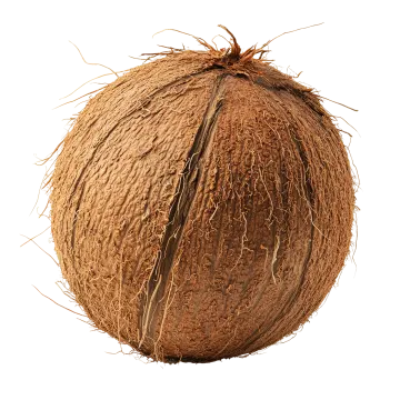 a coconut on a white background