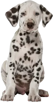 a white and black puppy sitting down