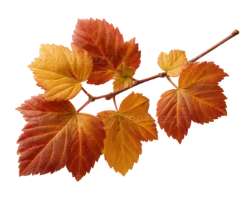 a branch with yellow and red leaves on it