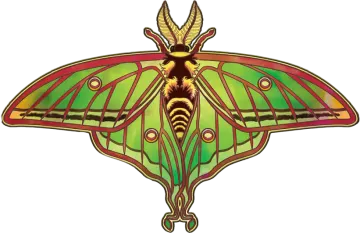 a green moth with red and yellow wings