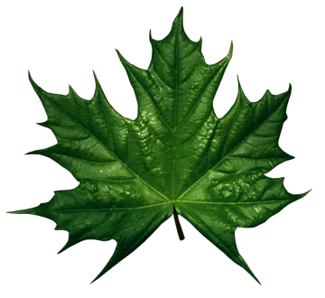 a green leaf on a white background
