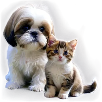 a kitten and a dog are sitting together