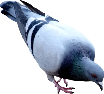 a pigeon standing on a white surface