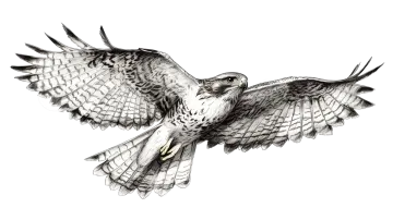 a black and white drawing of an eagle