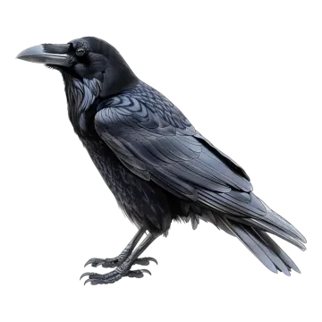 a black bird sitting on top of a white surface