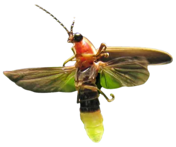 a close up of a green and red insect