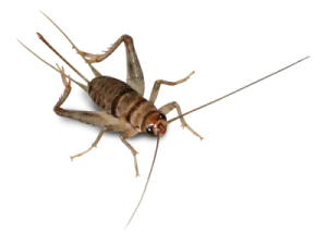 a close up of a cricket on a white background