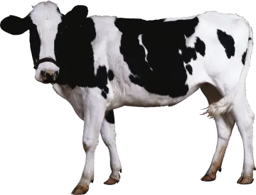 a black and white cow standing in front of a white background
