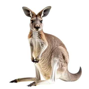 a kangaroo sitting on top of a white surface