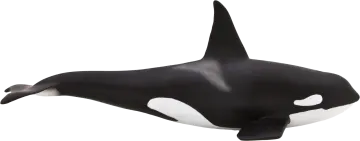 a black and white orca whale on a white background