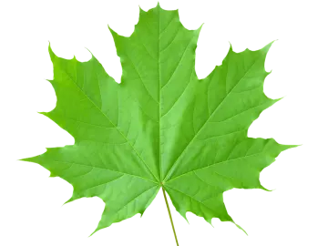 a green leaf on a white background