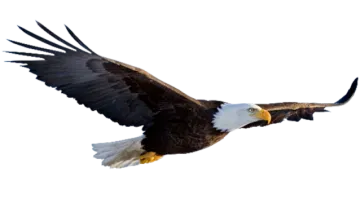 an eagle flying in the sky