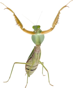 a praying mantis on a white background