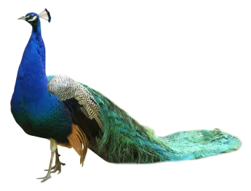 a peacock with its feathers spread out