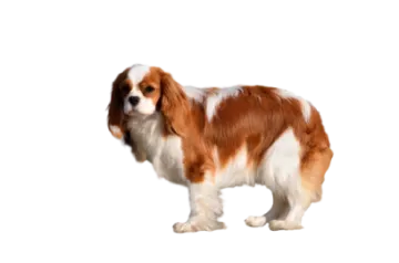 a brown and white dog standing on a white background