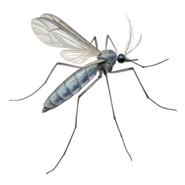 a mosquito on a white background