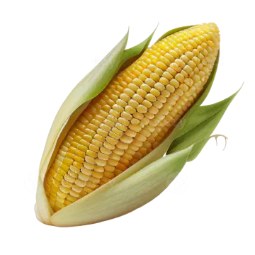 a corn on a white background