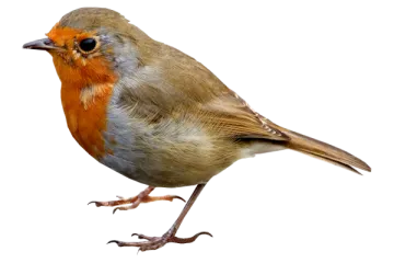 a close up of a bird on a white background