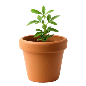 a small plant in a clay pot