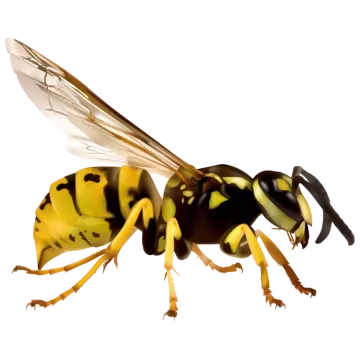 a close up of a yellow and black bee