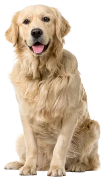 a dog sitting down with its tongue out