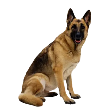a german shepherd dog sitting on a white background