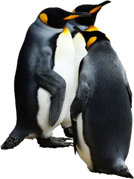 two penguins standing next to each other penguins